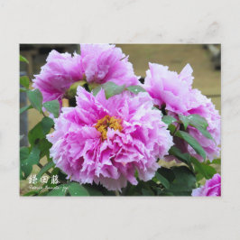 Cartão Postal Paeonia "Kamata-fuji" [Cartão postal]