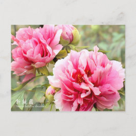 Cartão Postal Paeonia lactiflora "Shintouen" [Cartão postal]