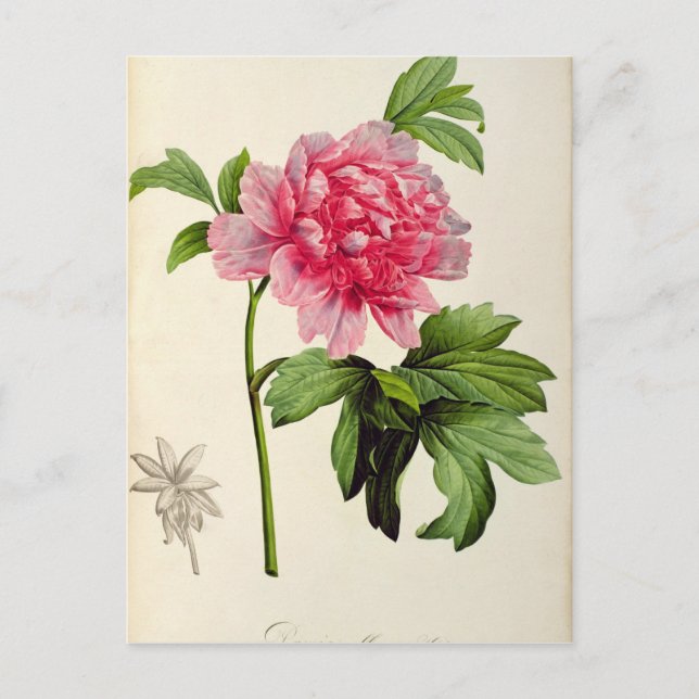 Cartão Postal Paeonia Moutan, c.1799 (Frente)