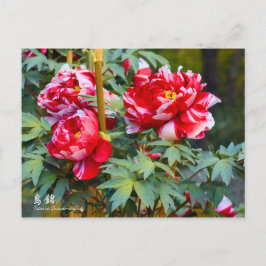 Cartão Postal Paeonia "Shima-nishiki" [Cartão postal]
