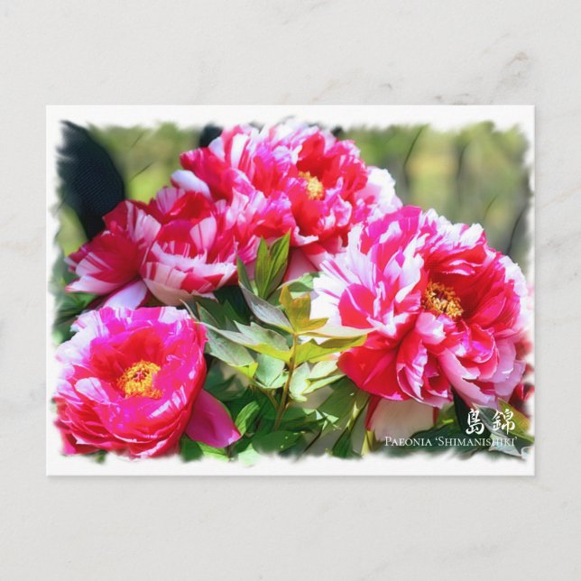 Cartão Postal Paeonia "Shimanishiki" ポ ス ト カ ド (Frente)