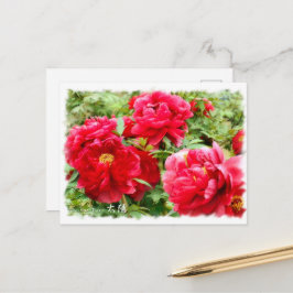 Cartão Postal Paeonia ‘Taiyo’ [Cartão postal] ポ ス ト カ ド