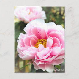 Cartão Postal Paeonia"Tamahuyou":Cartão postal