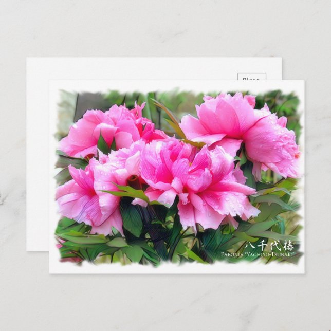 Cartão Postal Paeonia "Yachiyo-Tsubaki" [Cartão postal] ポ ス ト カ  (Frente/Verso)