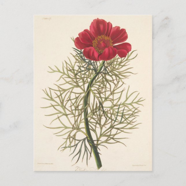 Cartão Postal Paeony Fino (Frente)