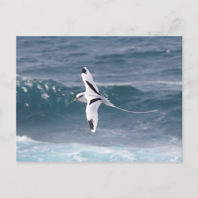 Cartão Postal Paille-en-queue (Frente)