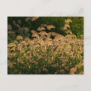 Cartão Postal Painço Selvagem (Panicum Sp.) Crescendo em Área Úm