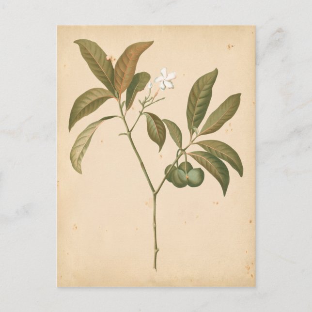 Cartão Postal Painel I do Deco do Cobalto (Frente)