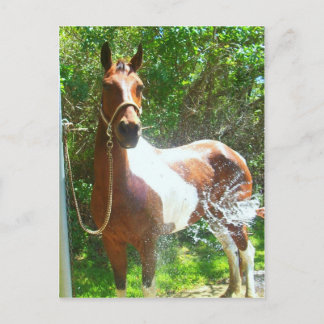 Cartão Postal Paint Bath