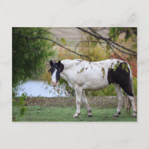 Cartão Postal Paint Horse