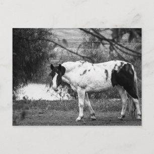 Cartão Postal Paint Horse