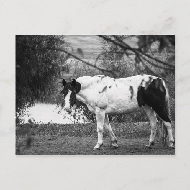 Cartão Postal Paint Horse (Frente)