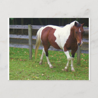 Cartão Postal Paint Horse in the Pasture