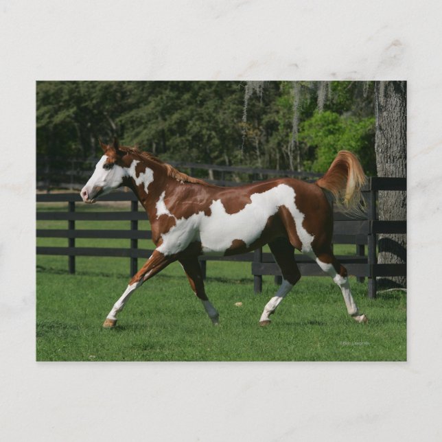 Cartão Postal Paint Horse Running 1 (Frente)