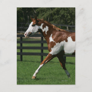 Cartão Postal Paint Horse Running 1