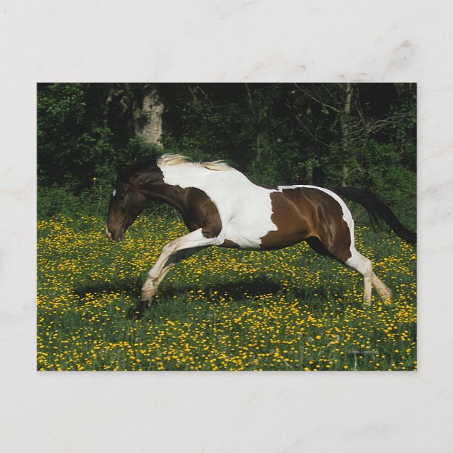 Cartão Postal Paint Horse Running in Field of Flowers (Frente)