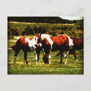Cartão Postal Paint Horses