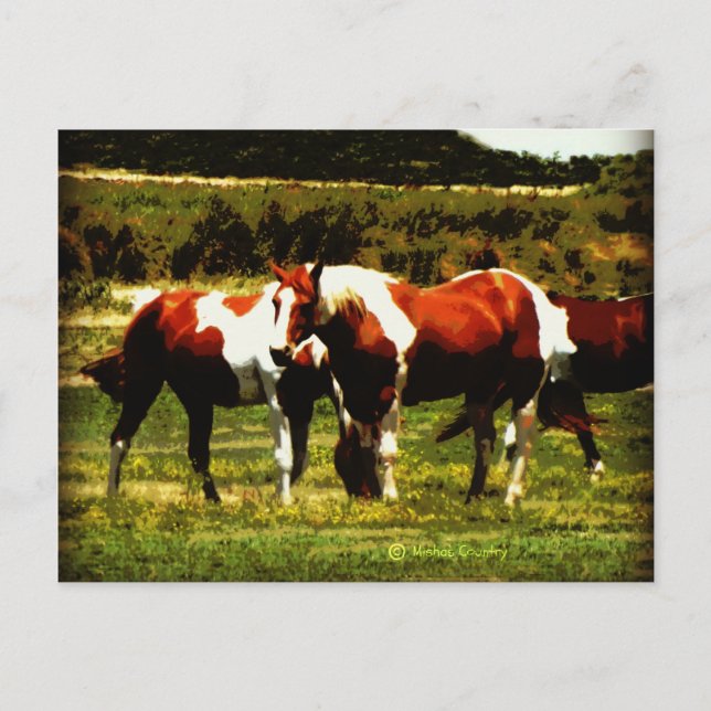 Cartão Postal Paint Horses (Frente)