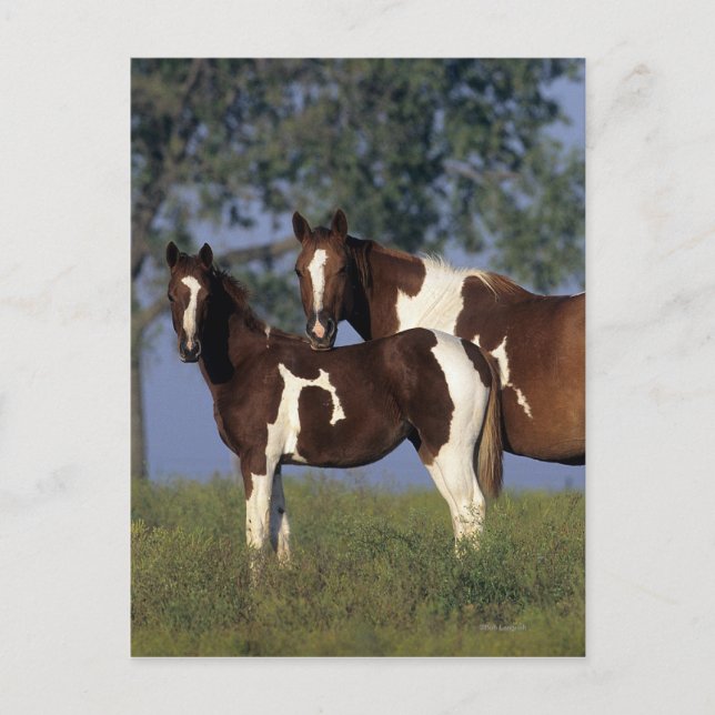 Cartão Postal Paint Mare & Foal (Frente)