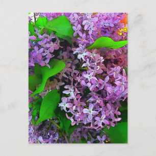 Cartão Postal Painterly Lilacs