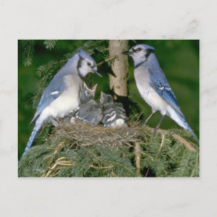 Cartão Postal Pair of Blue Jays with young