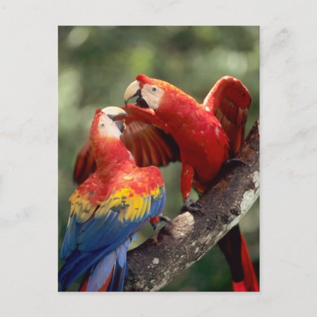 Cartão Postal Pair of Scarlet Macaws (Frente)
