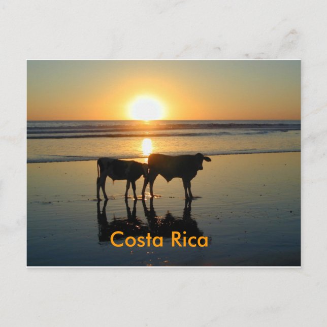 Cartão Postal País da vaca de Bejuco do cartão, Costa Rica (Frente)
