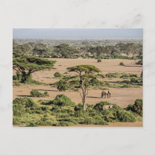 Cartão Postal Paisagem Africana com Elefante (Frente)