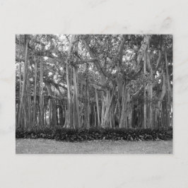Cartão Postal Paisagem Banyan Trees B&W Foto