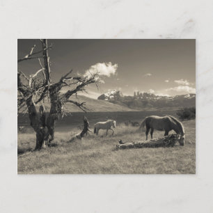Cartão Postal Paisagem com cavalos