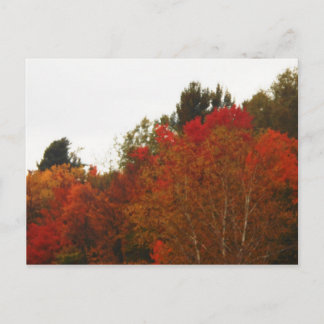 Cartão Postal Paisagem da Cena de Adirondacks no Campo de Outono