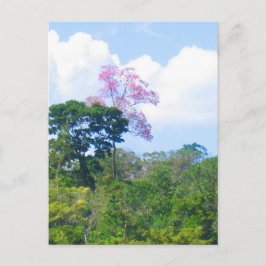 Cartão Postal Paisagem da selva Venezuela, árvore rosa-rosa