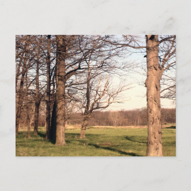 Cartão Postal Paisagem de Árvore (Frente)