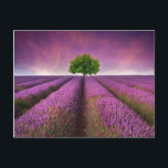 Cartão Postal Paisagem de campo lavanda — Verão — Sunset<br><div class="desc">Imagem bonita do campo de lavanda Paisagem de verão com a árvore de solteiro no horizonte cores contrastantes © e ® Bigstock® - Todos os Direitos Reservados.</div>