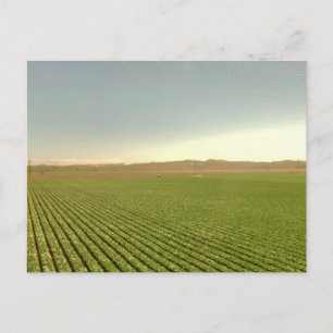 Cartão Postal Paisagem de Fileiras de Terras Agrícolas Ocidentai