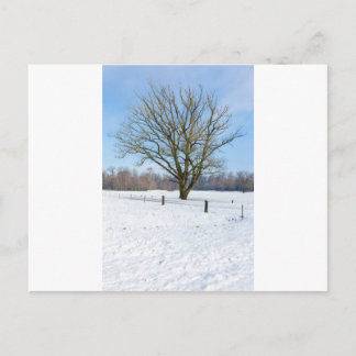 Cartão Postal Paisagem de inverno com árvore nua e céu azul