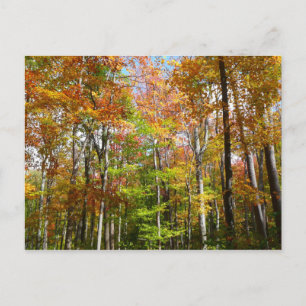 Cartão Postal Paisagem de outono de Floresta II