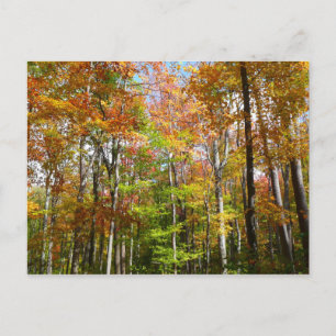 Cartão Postal Paisagem de outono de Floresta II