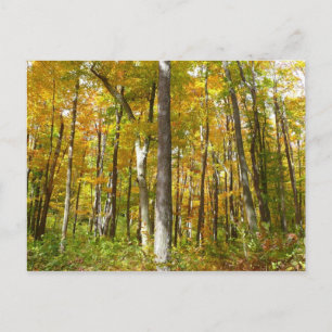 Cartão Postal Paisagem de outono de Folhas Amarelas na Floresta