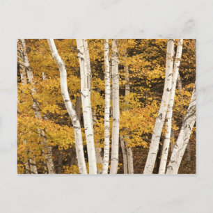 Cartão Postal Paisagem de outono, Vermont, EUA
