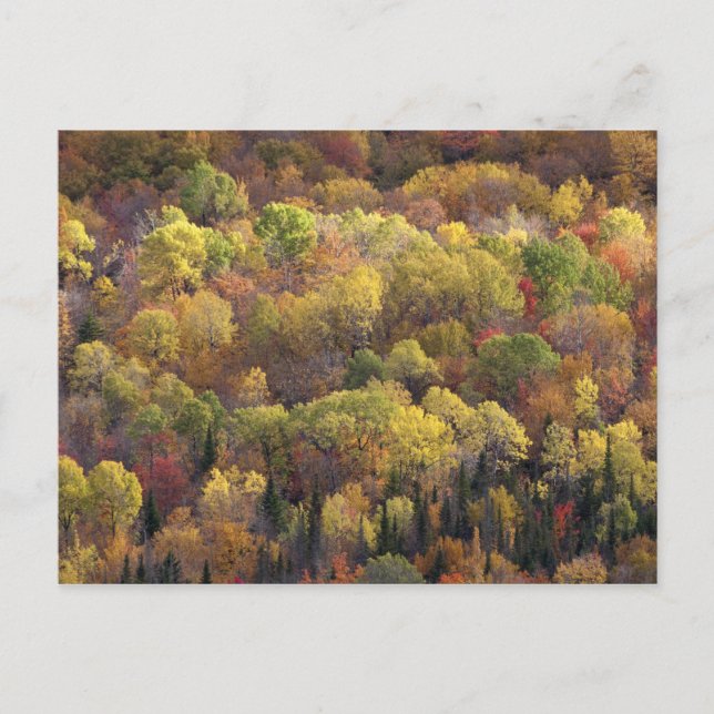 Cartão Postal Paisagem de outono, Vermont, EUA 2 (Frente)