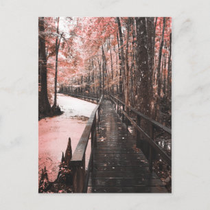 Cartão Postal paisagem de sonho de pântano