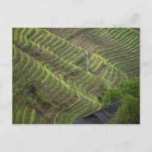 Cartão Postal Paisagem de terraços de arroz na montanha,