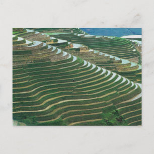 Cartão Postal Paisagem de terraços de arroz na montanha, 3