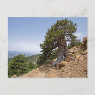 Cartão Postal Paisagem de troodos naturais de Chipre Artemis