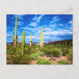 Cartão Postal Paisagem do cacto do deserto, Arizona