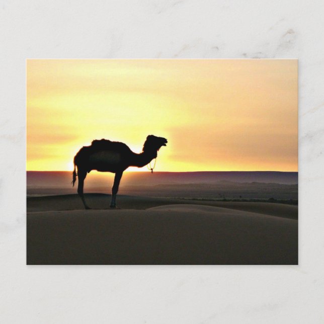 Cartão Postal Paisagem do Deserto com Camel (Frente)
