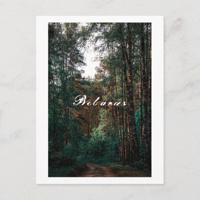 Cartão Postal Paisagem Floresta Bétula Natureza Bielorrússia (Frente)