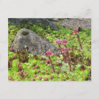 Cartão Postal Paisagem Látea