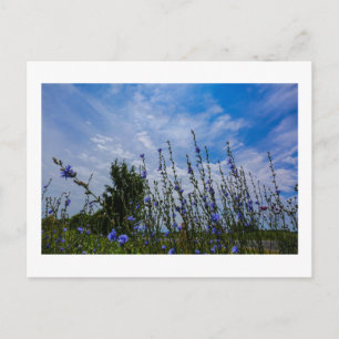 Cartão Postal Paisagem Natural Cenário Campo Milho Flores